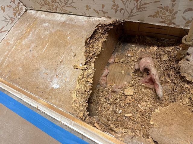 Rotted flooring torn open, and drying equipment running on a protected floor.